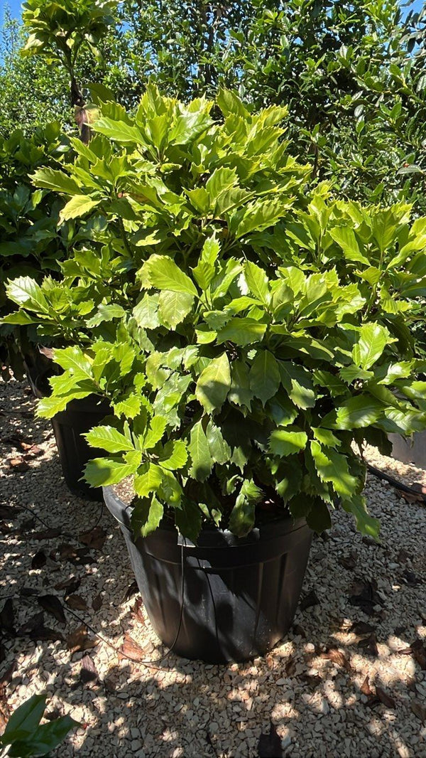 ACUBA JAPONICA ROZANNIE