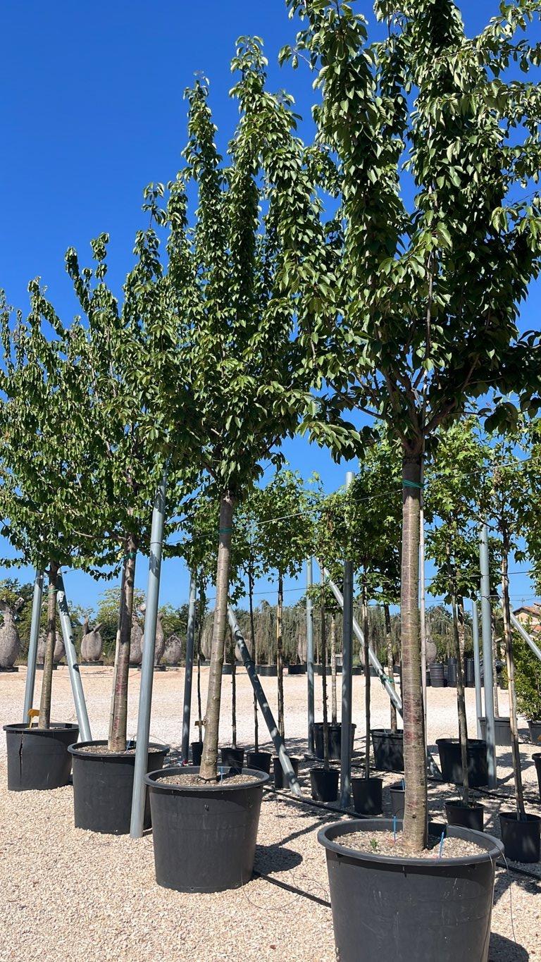 PRUNUS F.C SERRULATA KANZAN