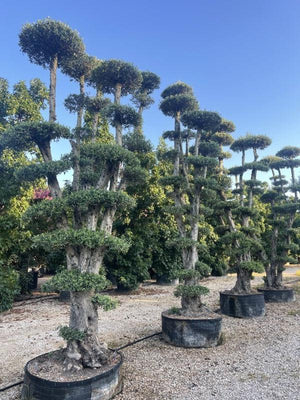 OLEA EUROPEA CIPRESSINO