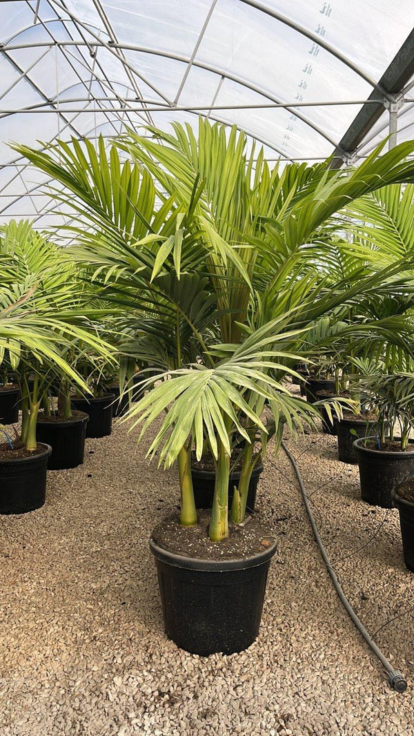ARCHONTOPHOENIX ALEXANDRAE