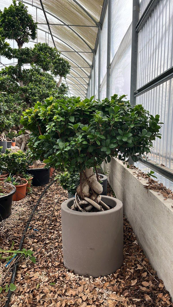 FICUS S. MICROCARPA