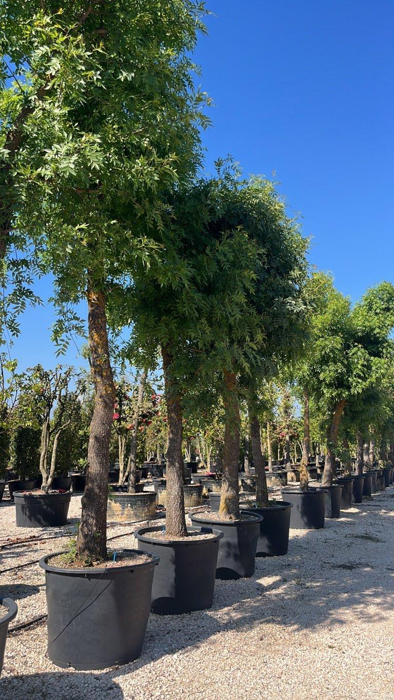 FRAXINUS ORNUS