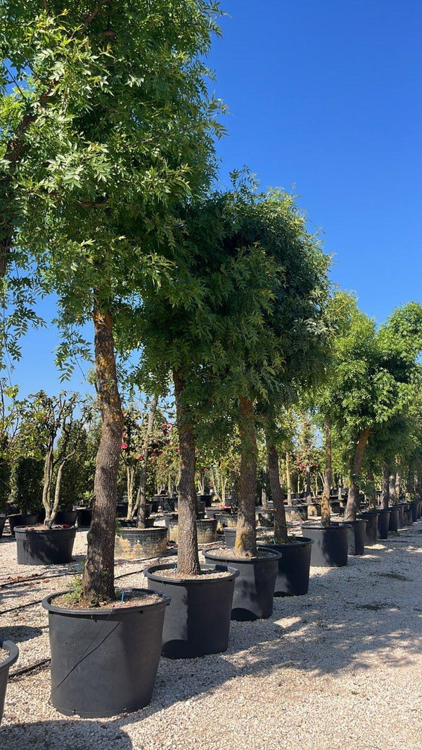 FRAXINUS ORNUS
