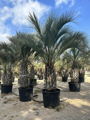 BUTIA CAPITATA