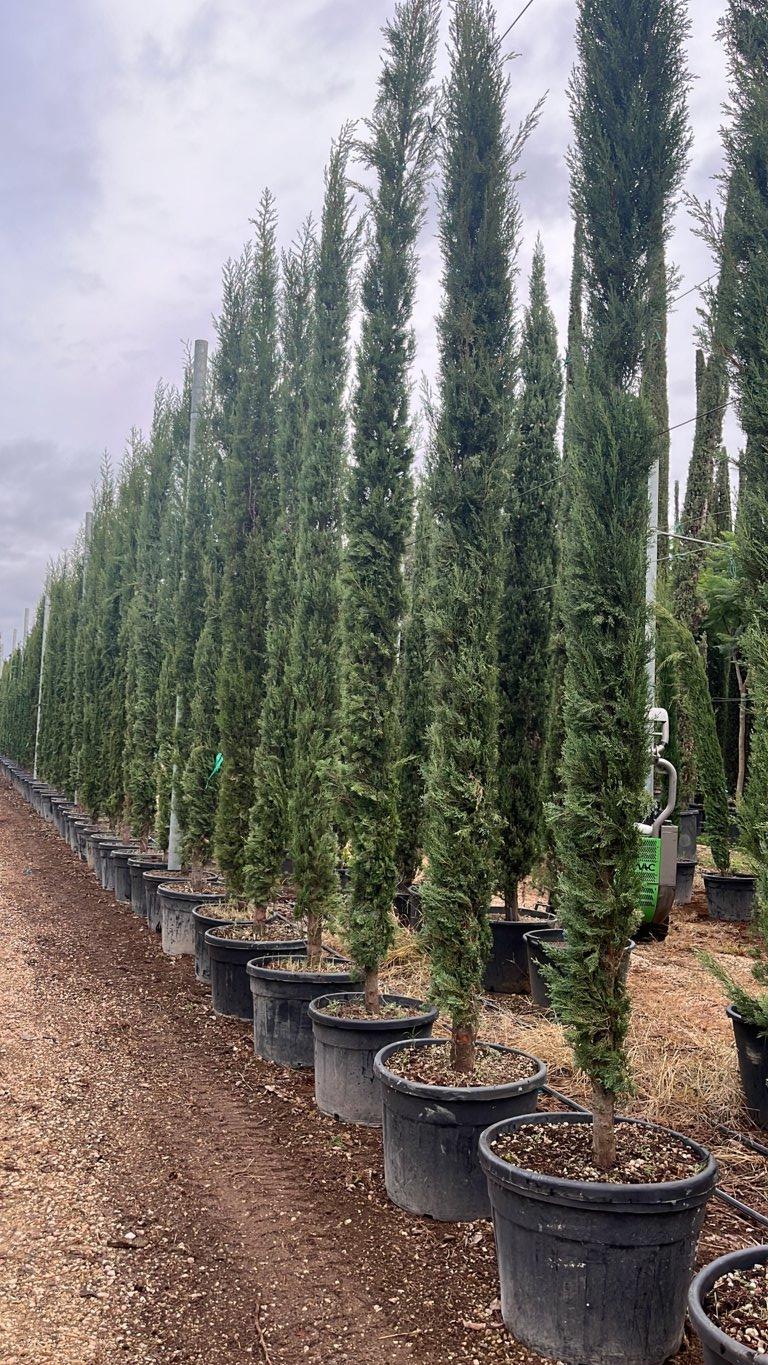 CUPRESSUS SEMPERVIRENS PYRAMIDALIS