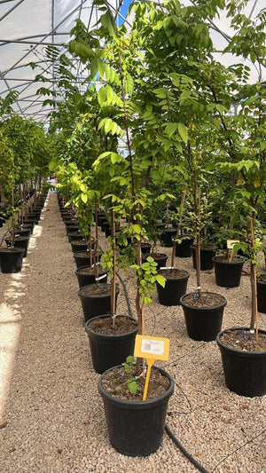 AVERRHOA CARAMBOLA FWANG TWUNG
