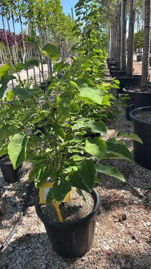 MAGNOLIA F.C DAPHNE
