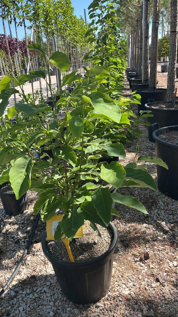 MAGNOLIA F.C DAPHNE