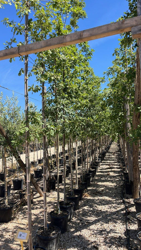 QUERCUS F.C PUBESCENS