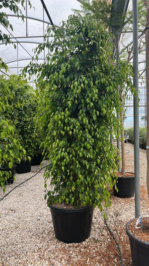 FICUS S. BENJAMINA
