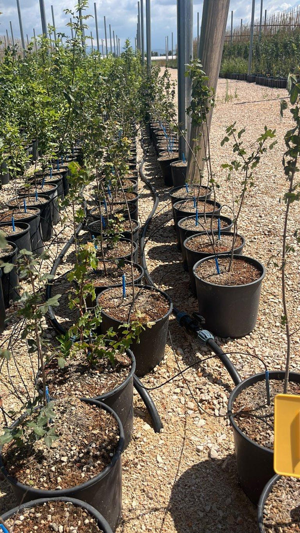ACER MONSPESSULANUM