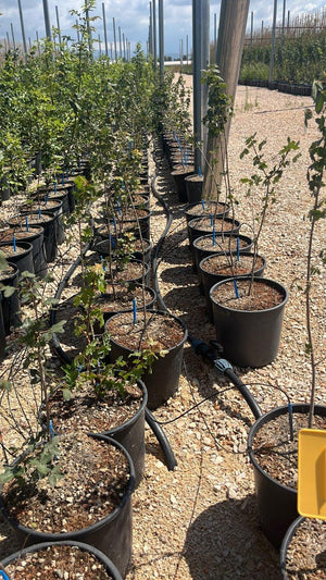 ACER MONSPESSULANUM