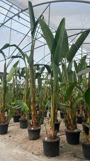 STRELITZIA NICOLAI