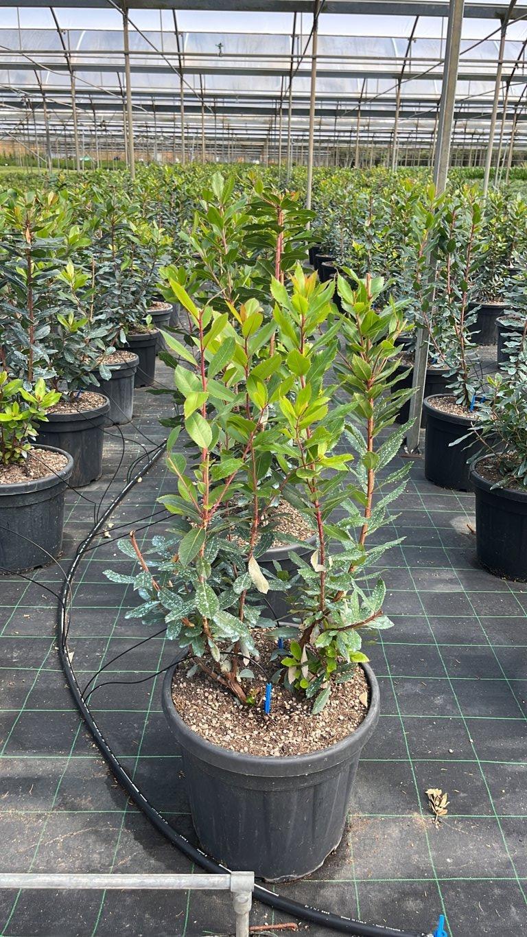 ARBUTUS UNEDO