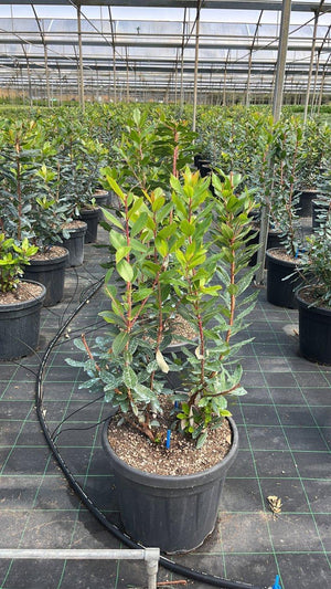 ARBUTUS UNEDO