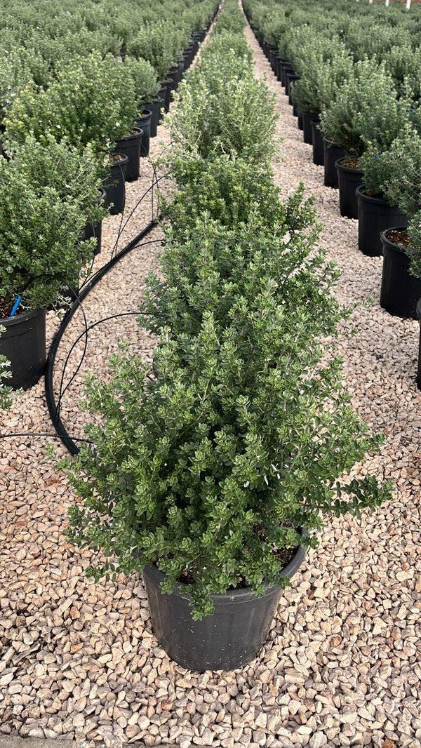 WESTRINGIA FRUTICOSA COMPACTA