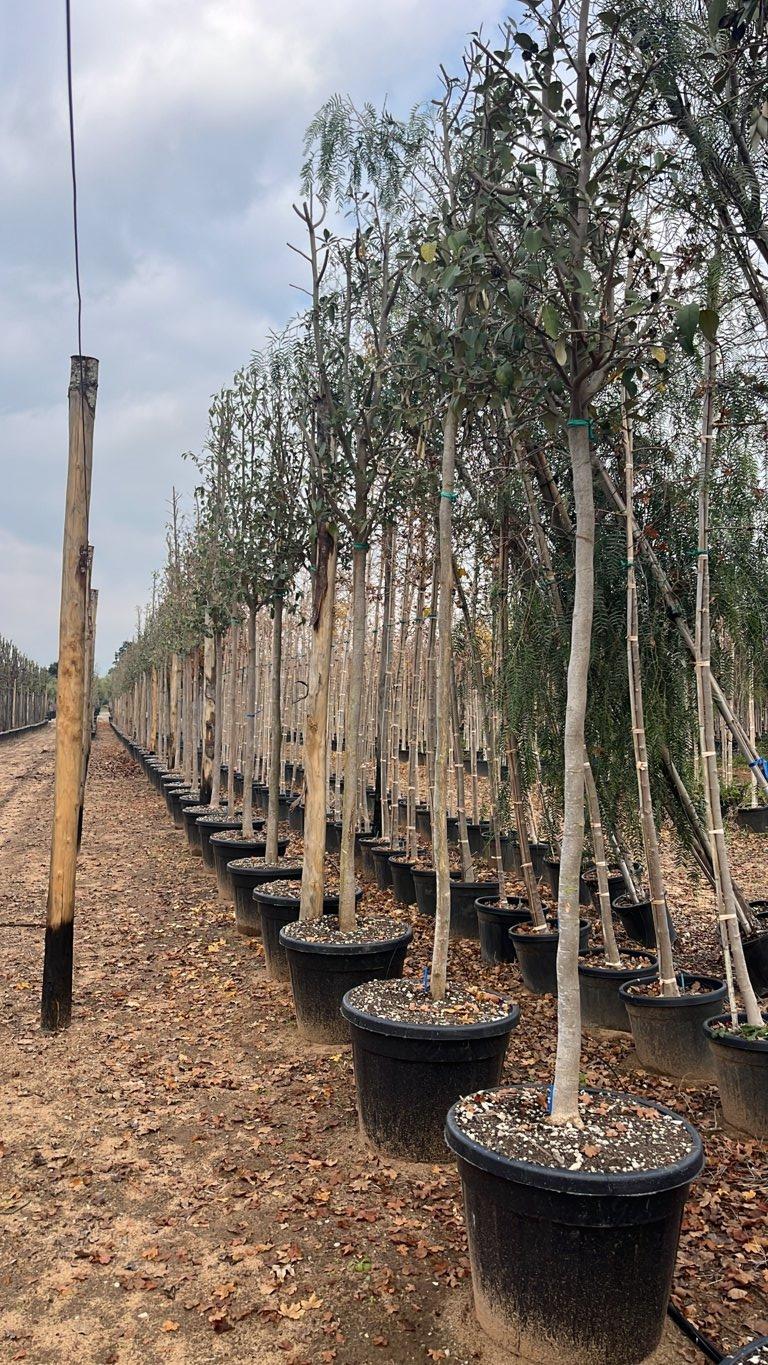 LAGUNARIA PATERSONII