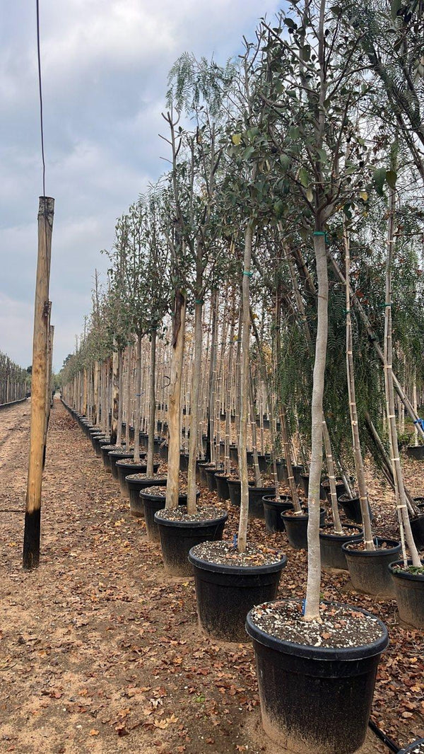 LAGUNARIA PATERSONII