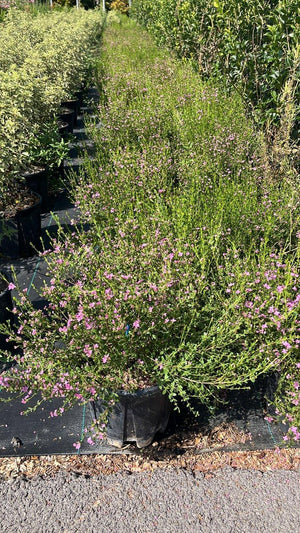 BORONIA CRENULATA