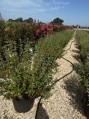CARYOPTERIS X CLANDONENSIS BLUE EMPIRE