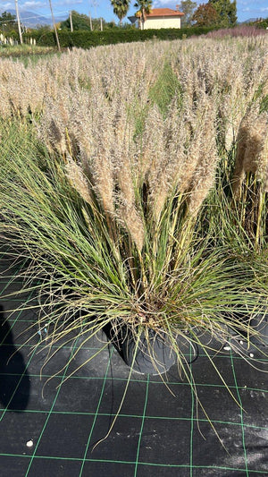 CORTADERIA SELLOANA TINY PAMPA