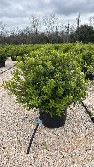 PITTOSPORUM HETEROPHYLLUM