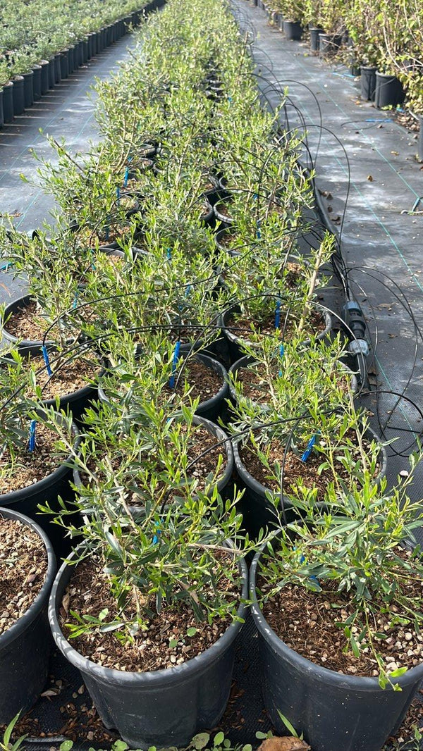 GREVILLEA OLIVACEA