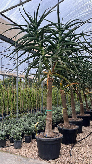 ALOIDENDRON BARBERAE