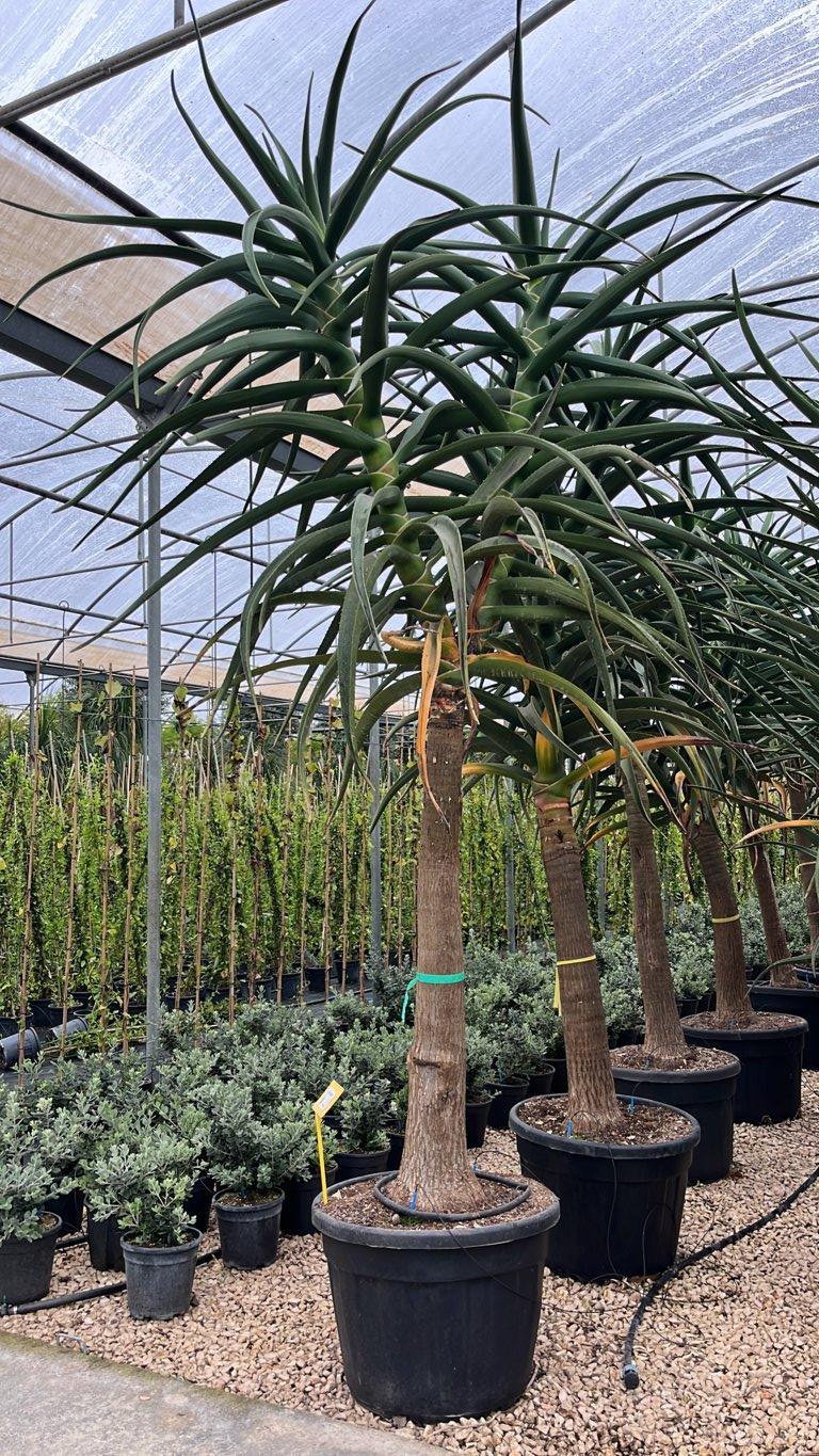 ALOIDENDRON BARBERAE