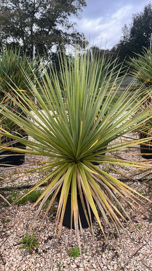 NOLINA HIBERNICA