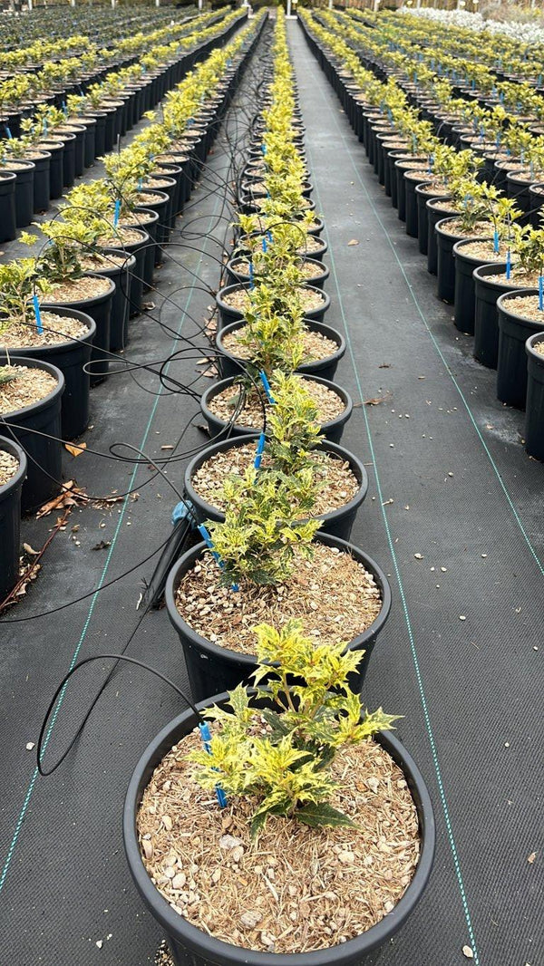 OSMANTHUS HETEROPHYLLUS GOSHIKI