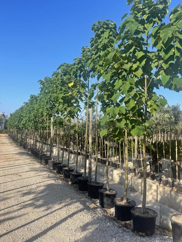 PAULOWNIA TOMENTOSA
