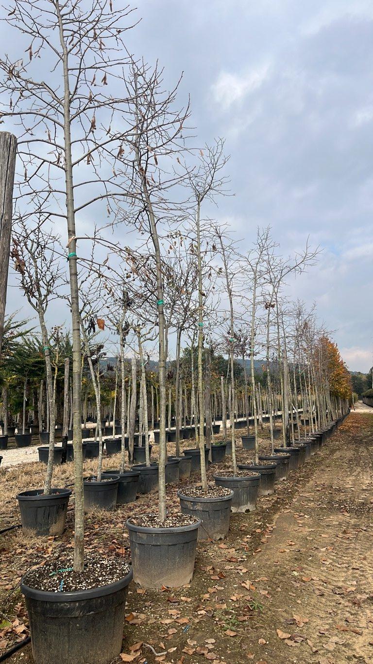 TILIA HYBRIDA ARGENTEA
