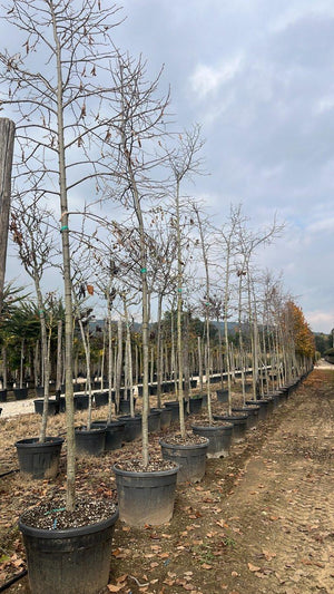 TILIA HYBRIDA ARGENTEA