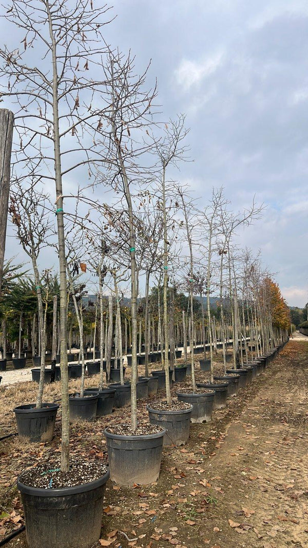 TILIA HYBRIDA ARGENTEA