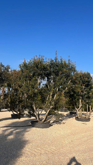 PISTACIA LENTISCUS