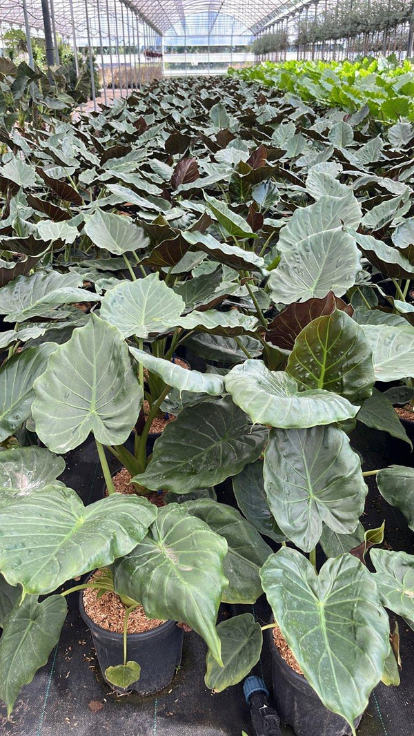 ALOCASIA WENTII