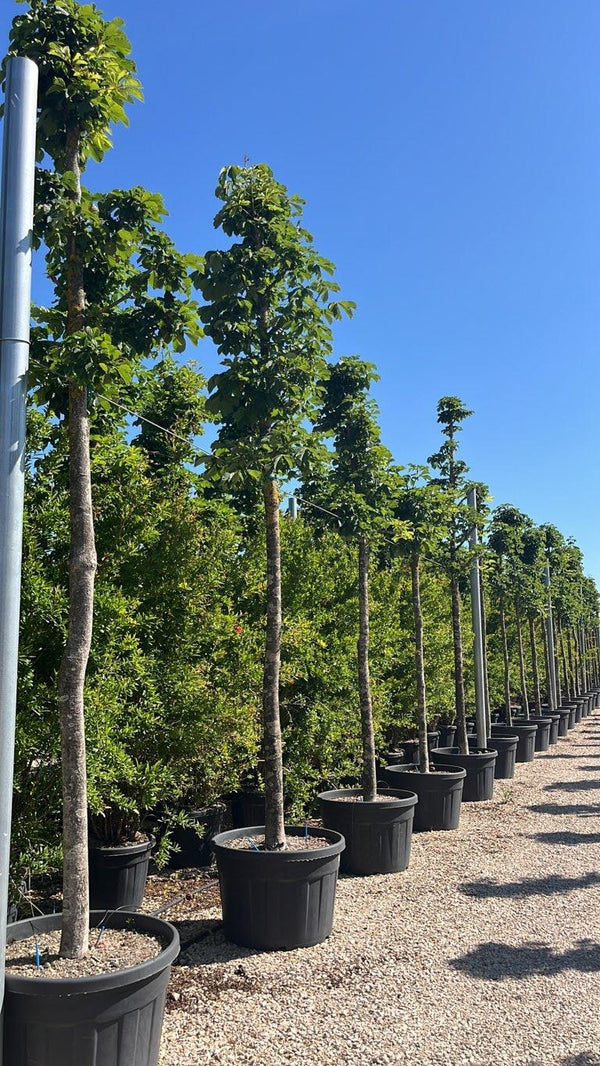 AESCULUS HIPPOCASTANUM