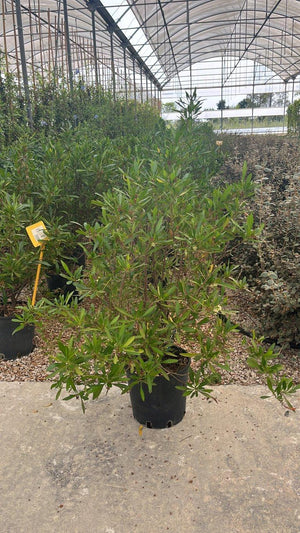 DODONEA VISCOSA