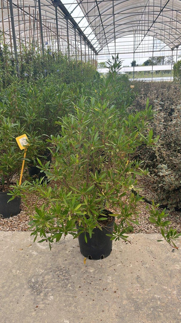 DODONEA VISCOSA