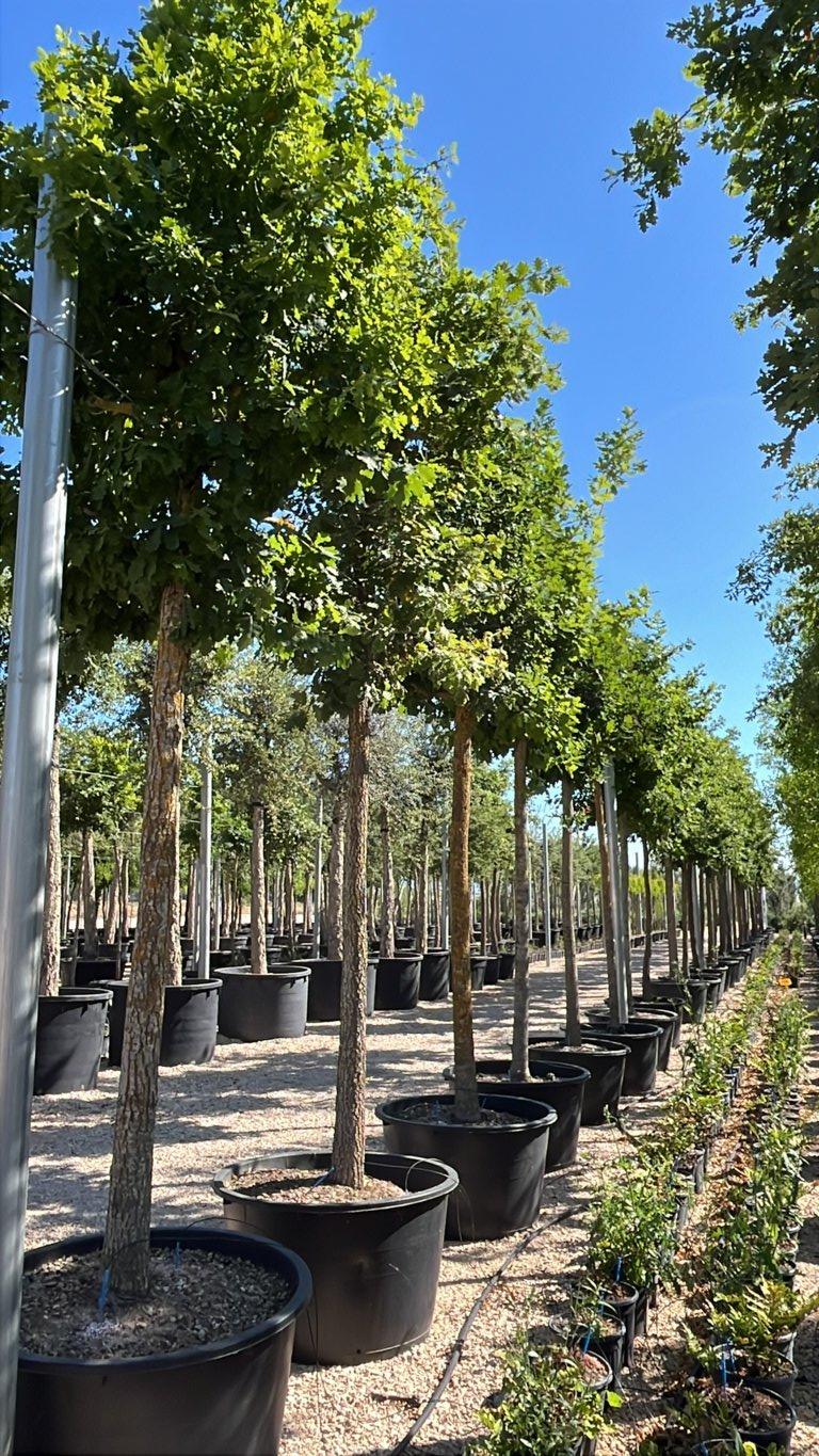 QUERCUS F.C PUBESCENS