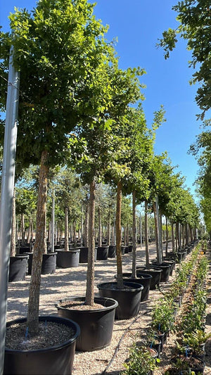 QUERCUS F.C PUBESCENS