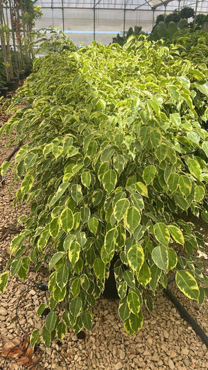 FICUS S. BENJAMINA SAMANTHA