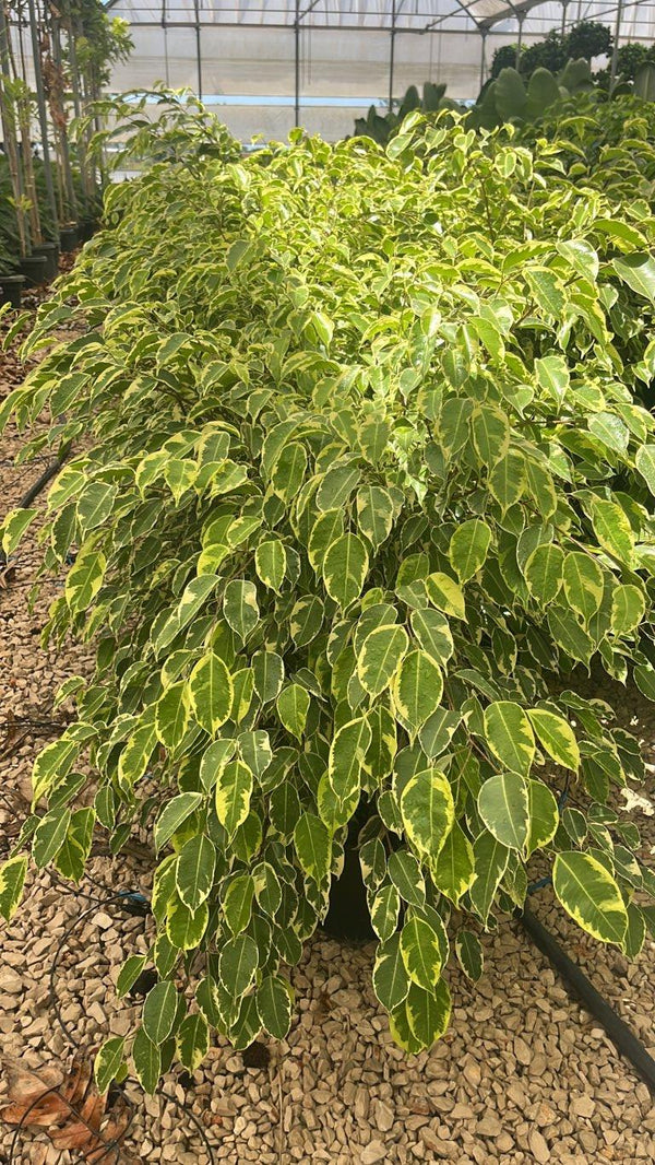 FICUS S. BENJAMINA SAMANTHA
