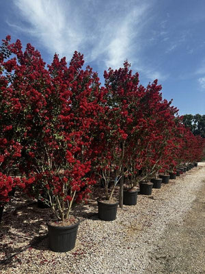 LAGERSTROEMIA INDICA DINAMITE
