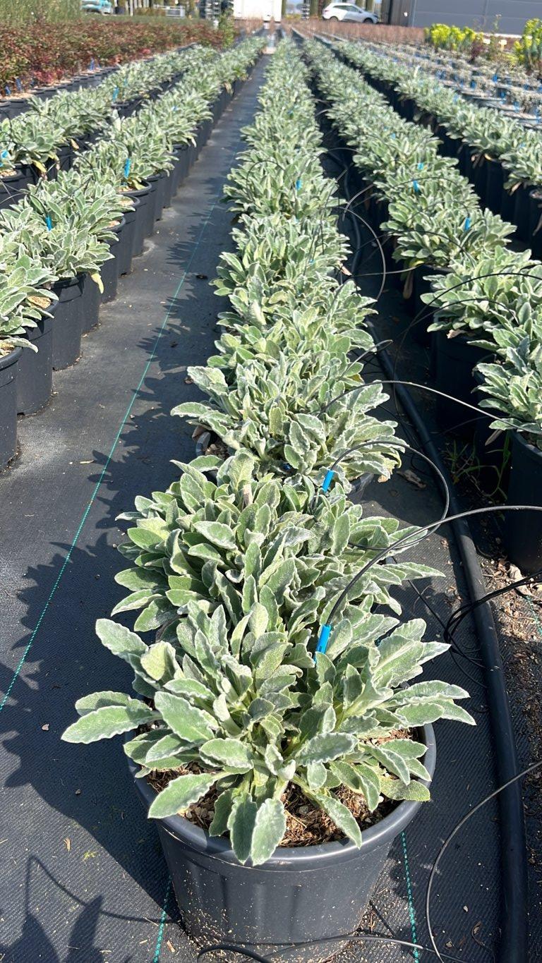 STACHYS BYZANTINA