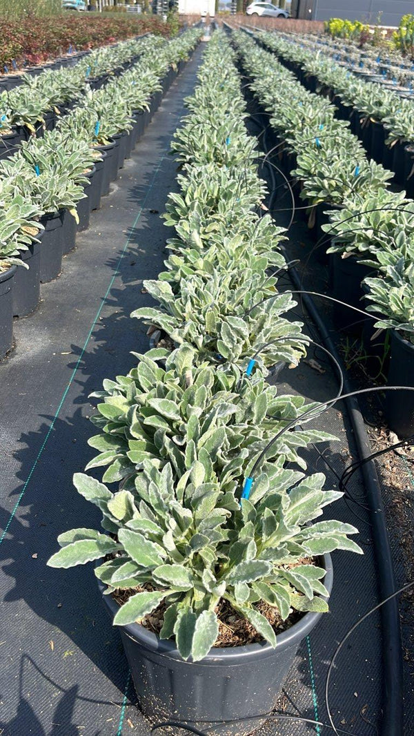 STACHYS BYZANTINA