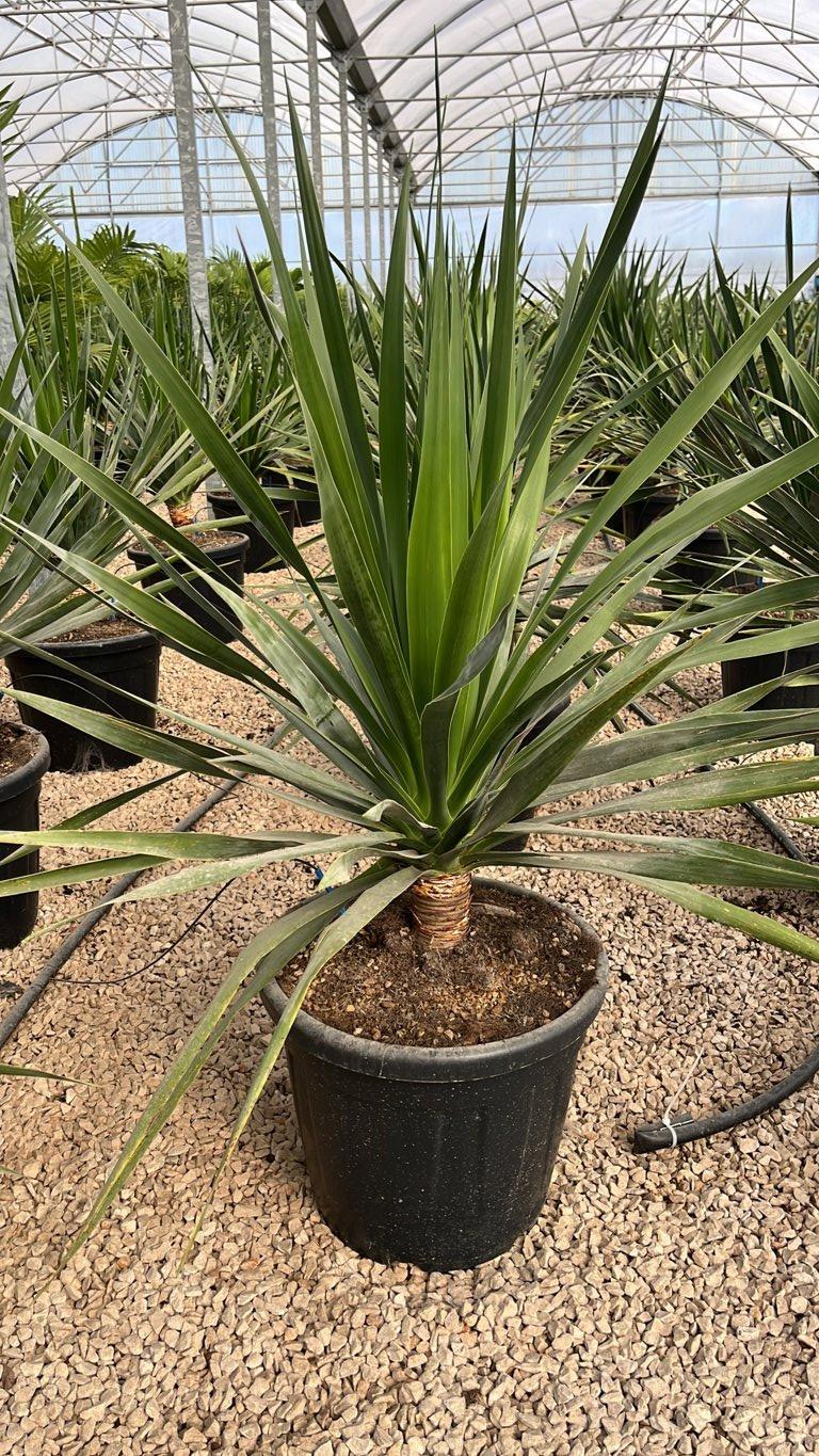 DRACAENA DRACO