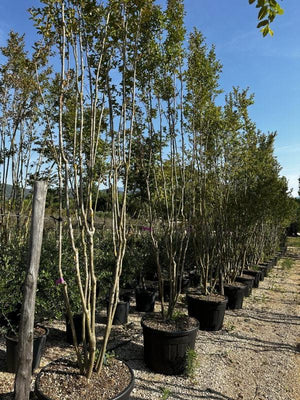 LAGERSTROEMIA INDICA FUCSIA
