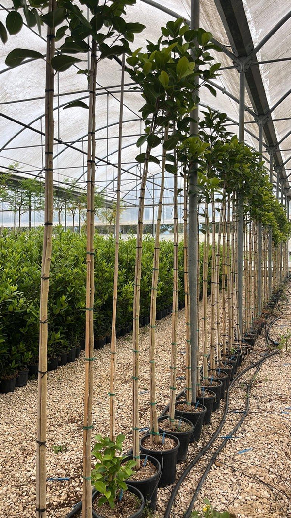 FICUS S. AUSTRALIS